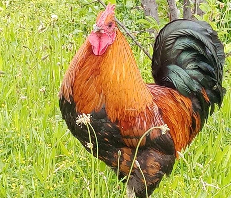 3 Bedroom Property for Sale in Oudtshoorn Rural Western Cape